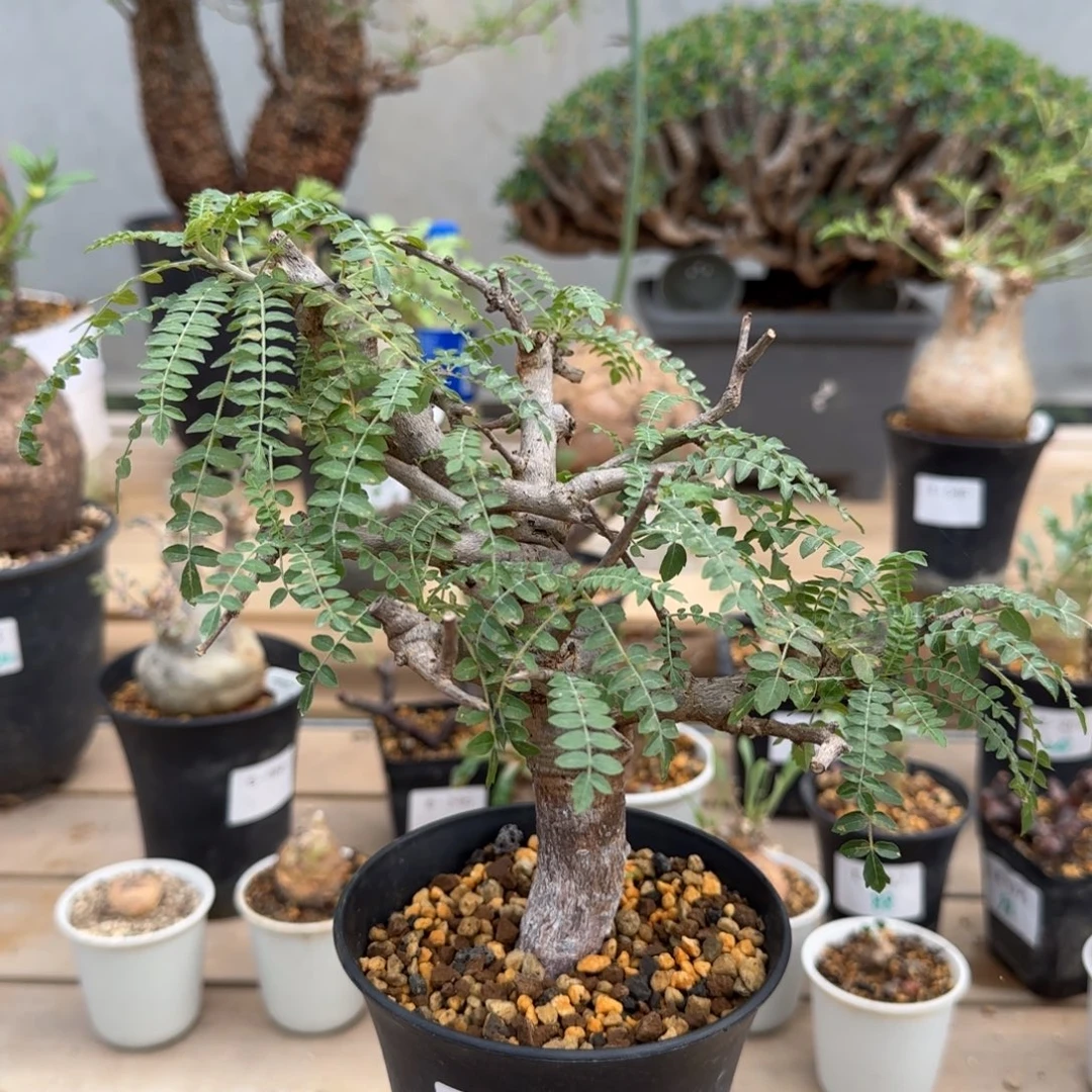 439尼勒达橄榄块根植物
