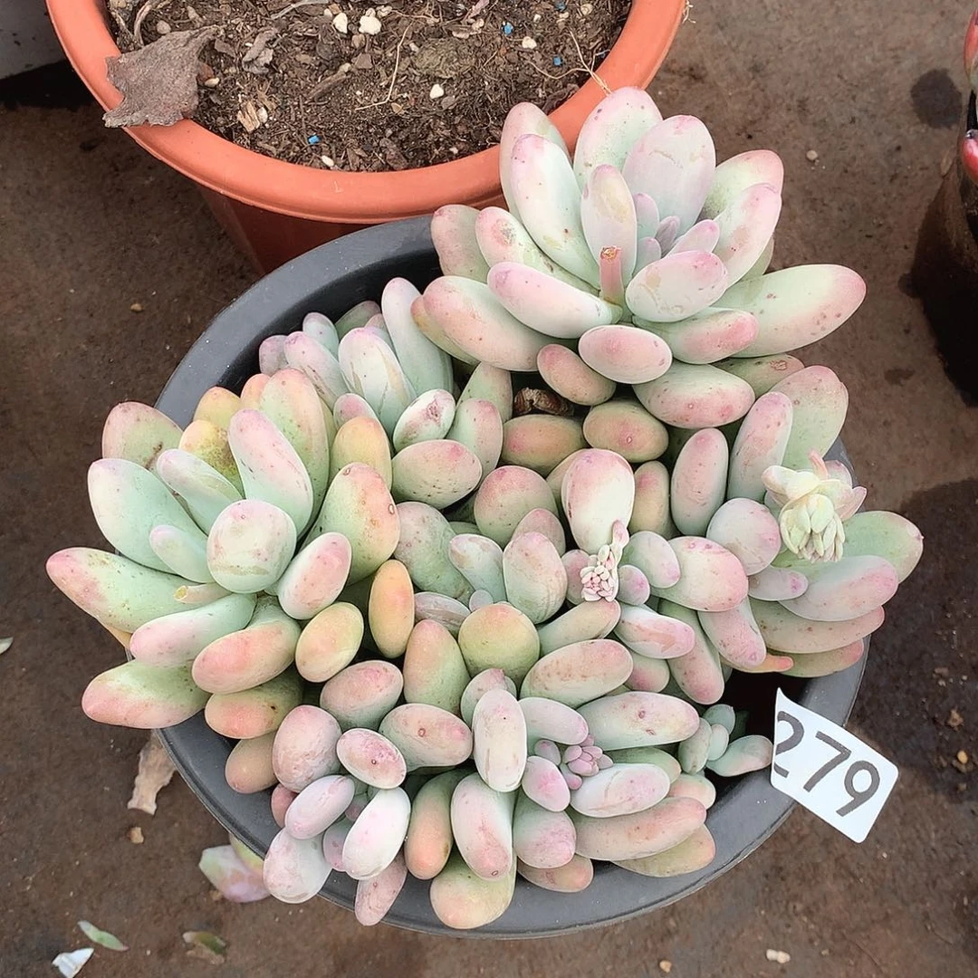 279奶杂一物一拍多肉