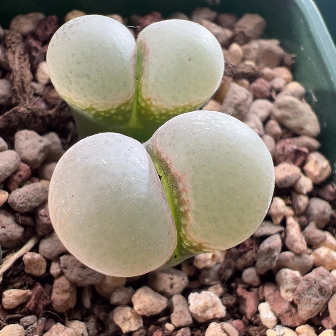 1203/青蛙3.5年b23。特选