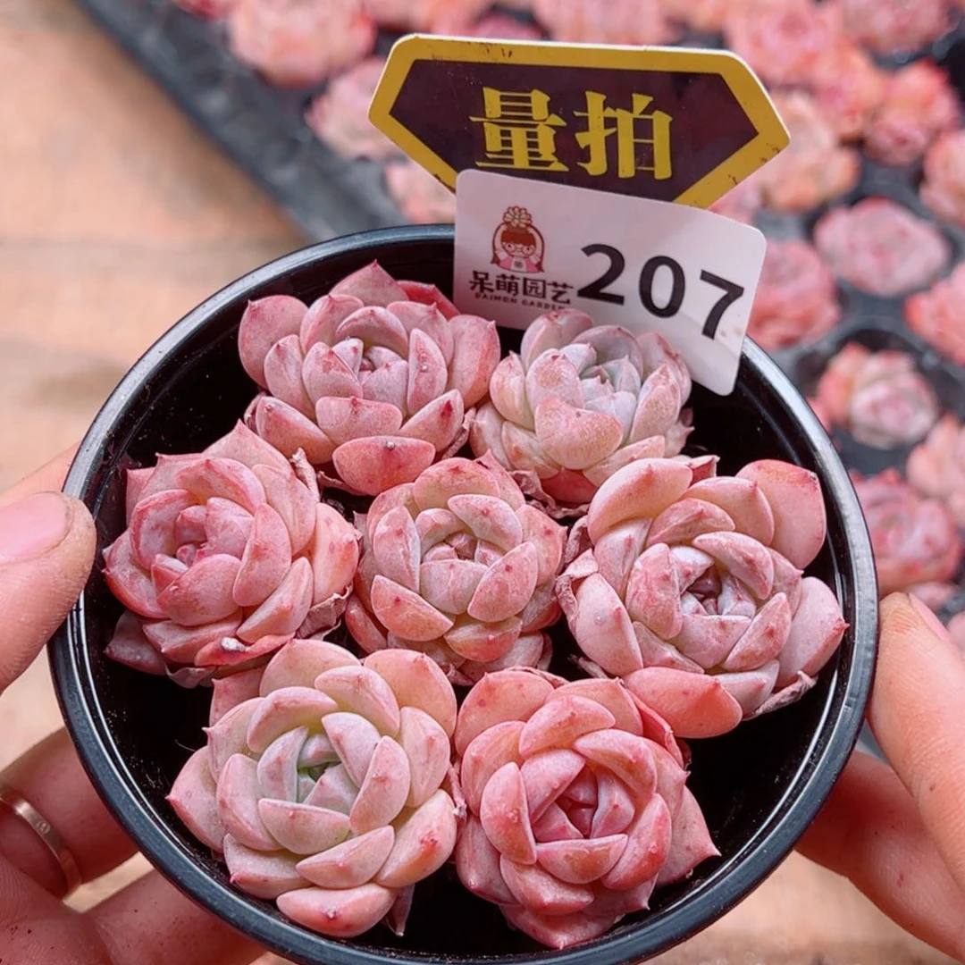 多肉植物多肉植物