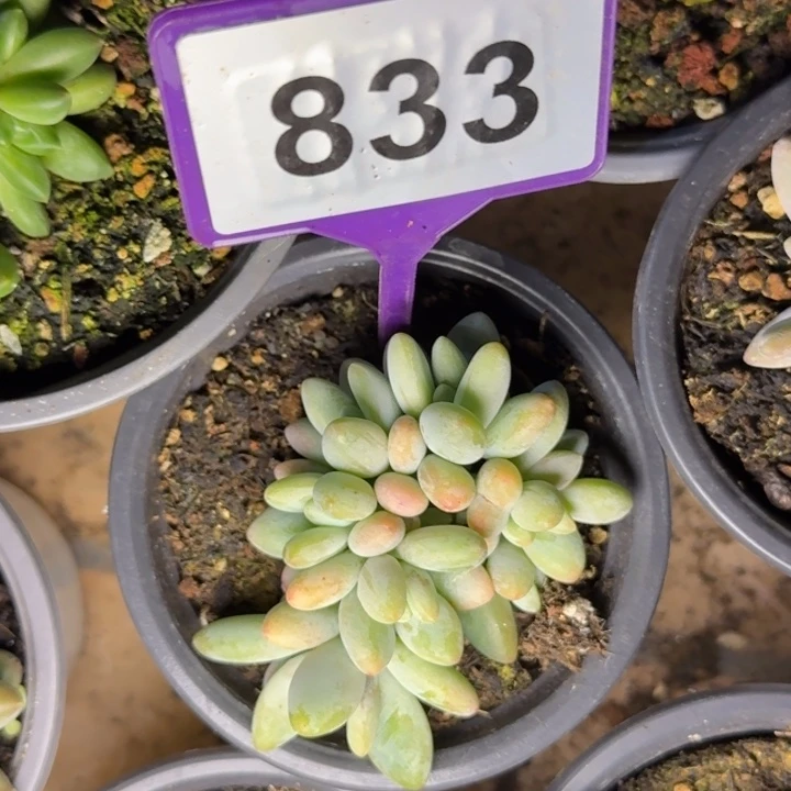 多肉植物白兰地833