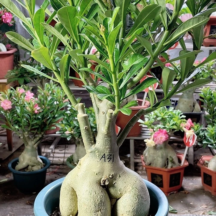一***记完全开放沙漠玫瑰