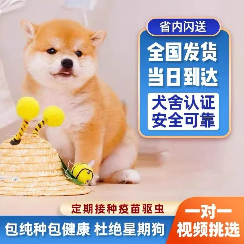 纯种柴犬幼犬活体日本柴犬幼崽小型犬柴犬赤色豆柴幼犬宠物狗活体
