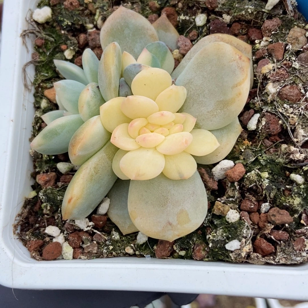 796梦露锦缀多肉植物