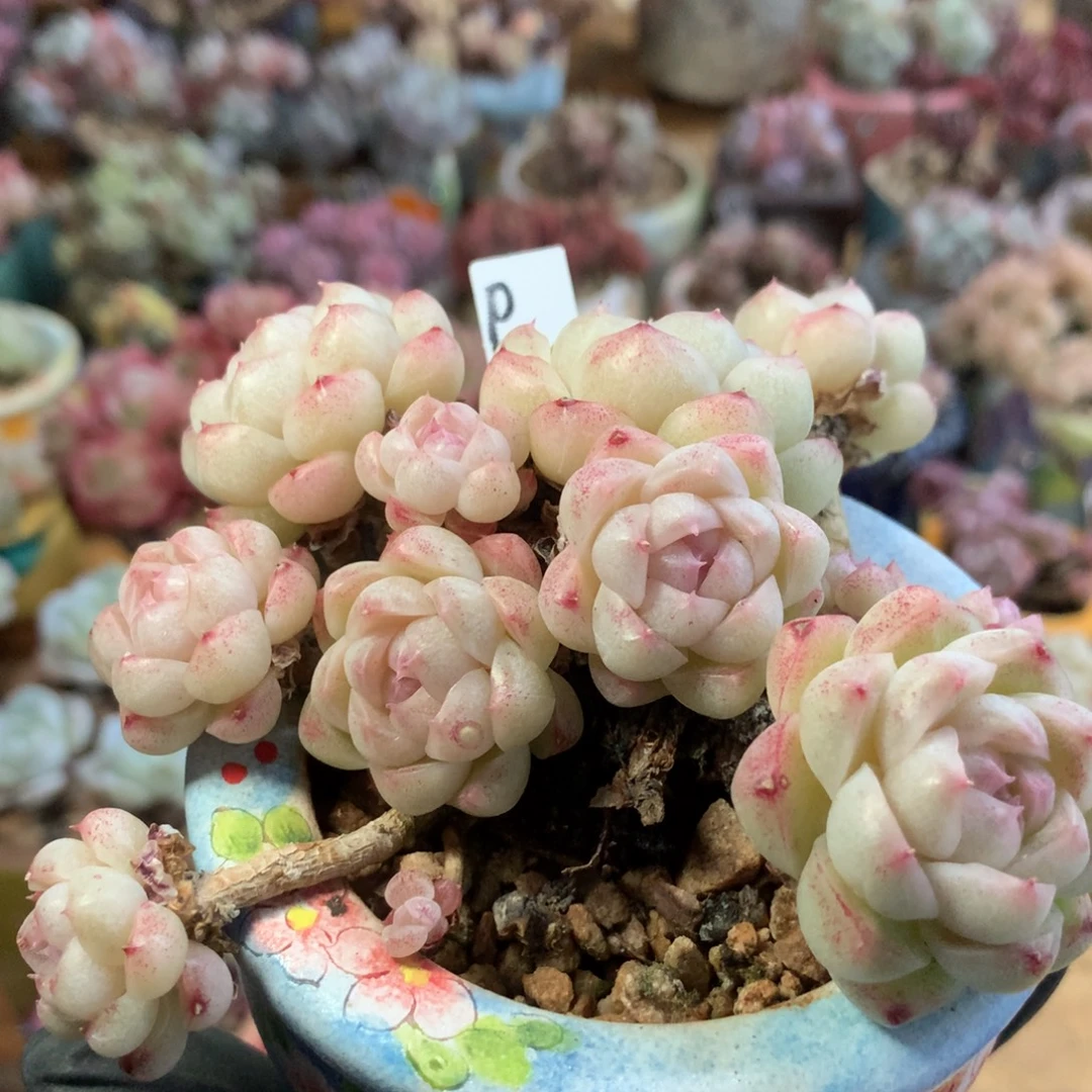 麦杆一物一拍 066