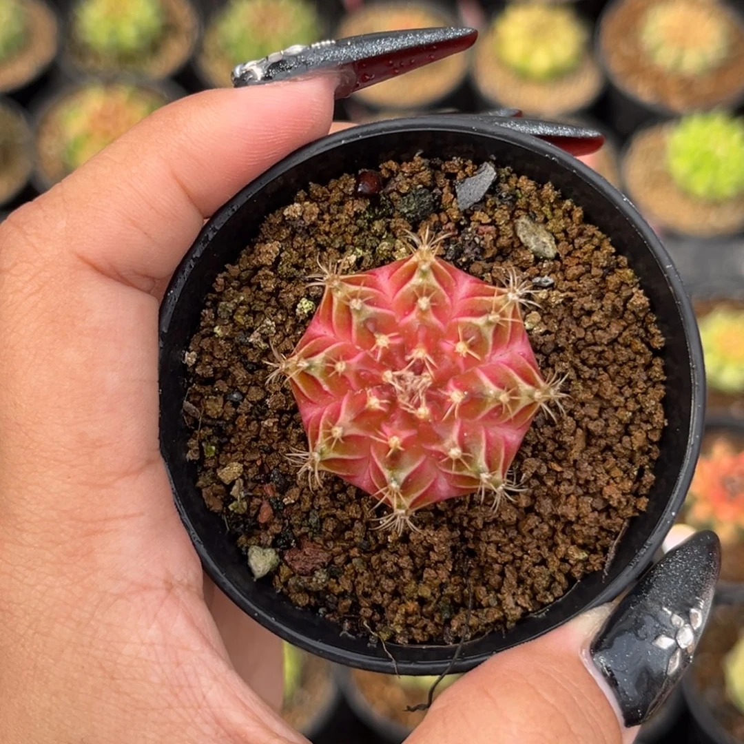 泰系红轮回 带盆土发货