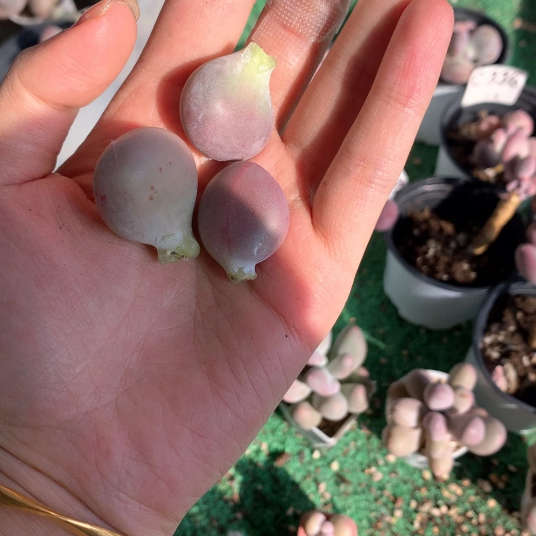 小屁桃小屁桃叶片