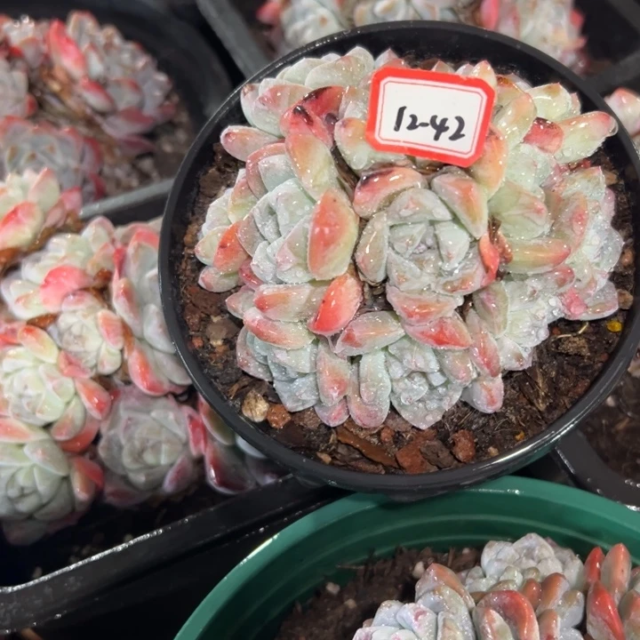 二***汰精品多肉植物老桩