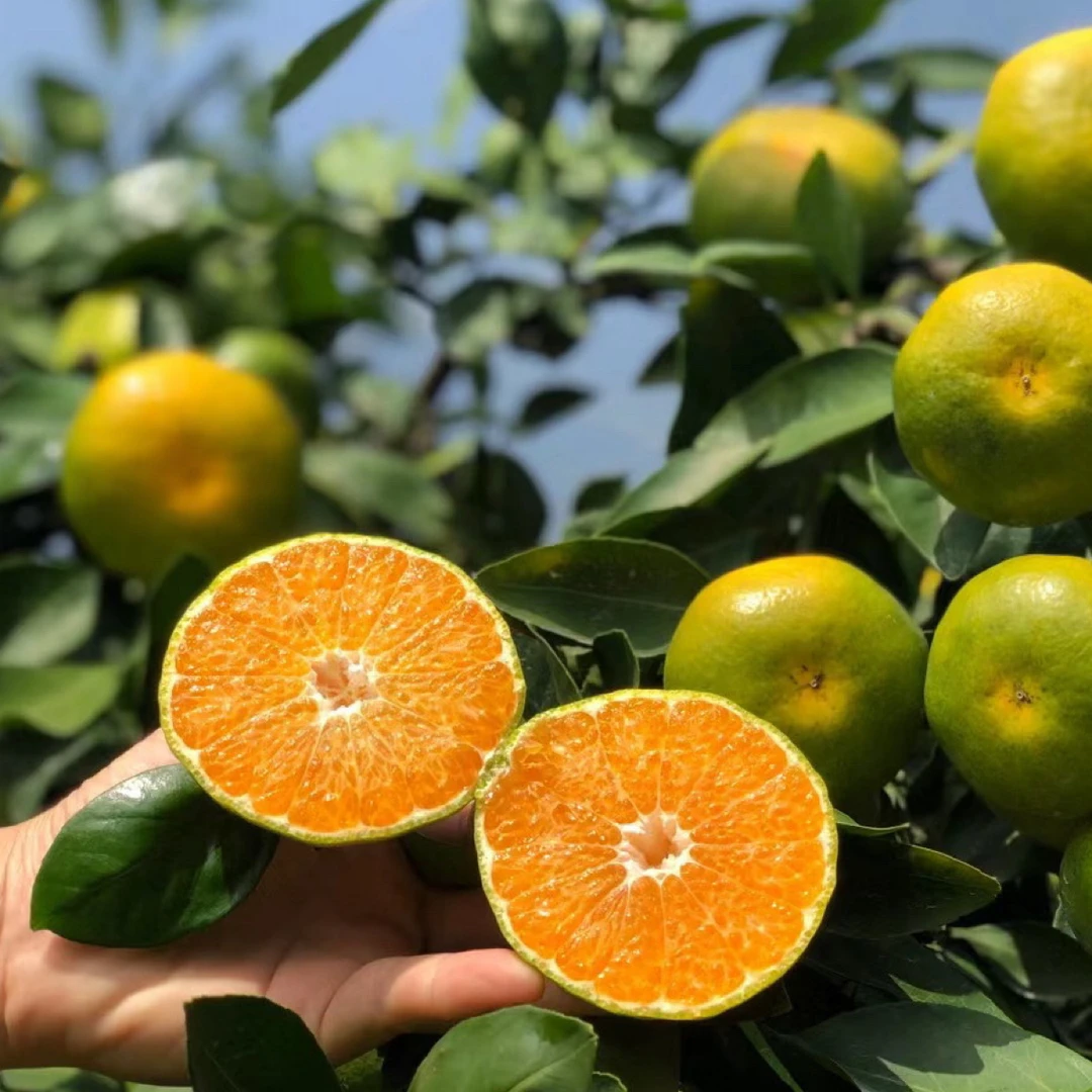 【中苗特早熟蜜橘】耐寒早熟桔子树苗 正宗嫁接品种 皮薄多汁果树苗