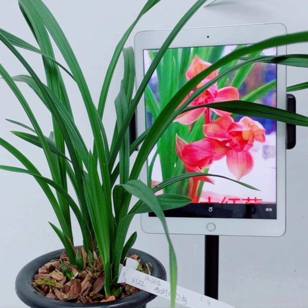 【闪购商品】无花朵～***～