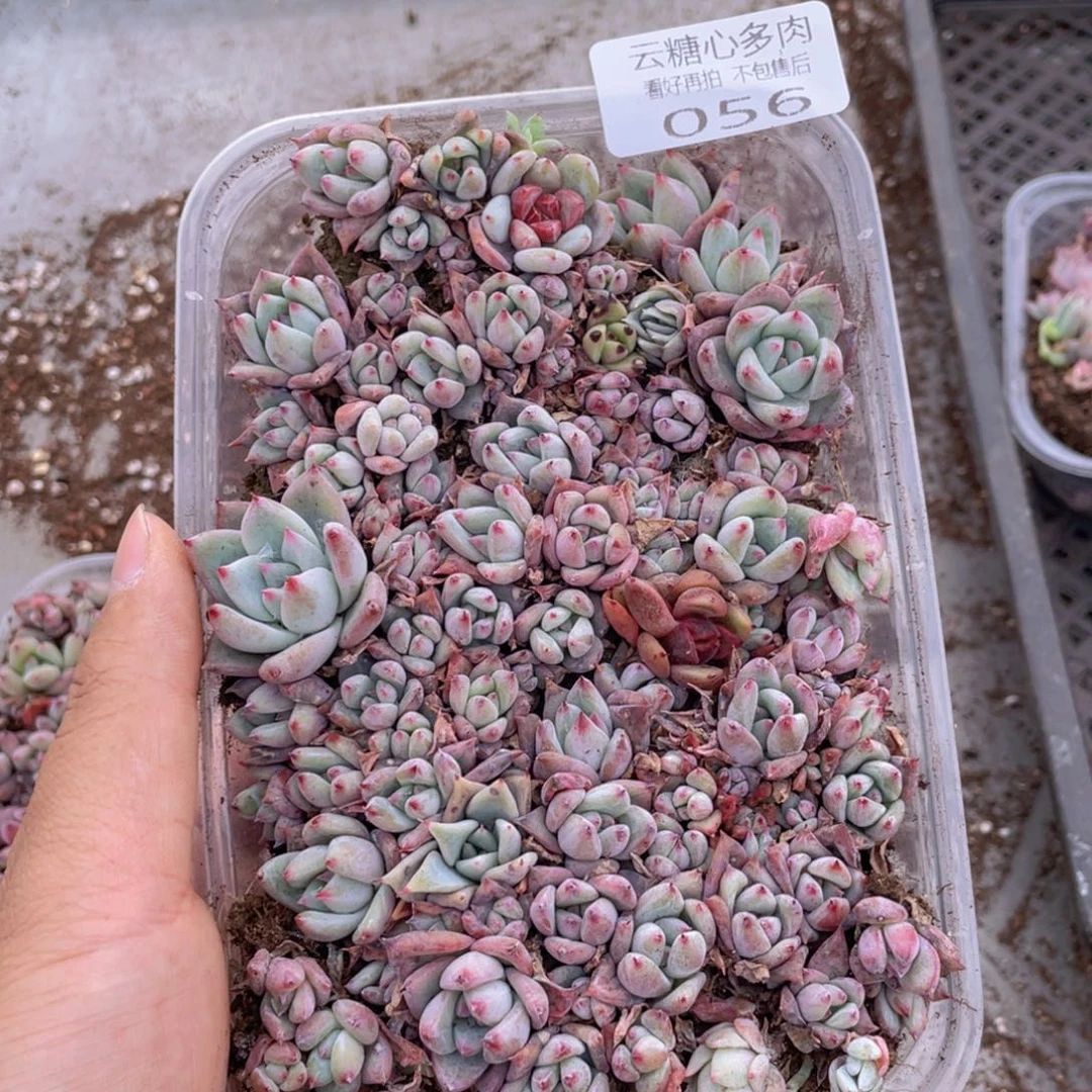 云糖心多肉植物56