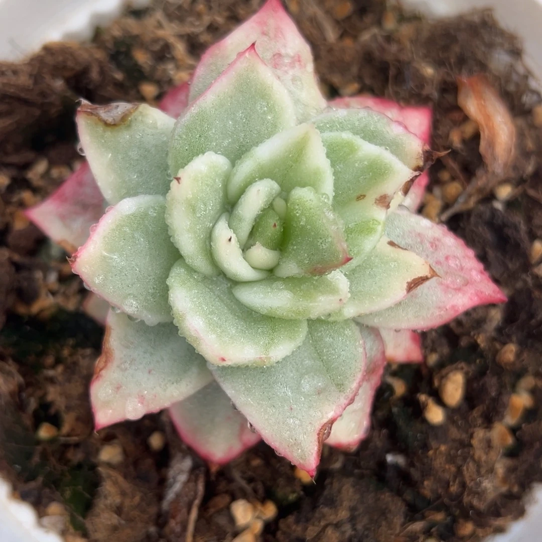 美乌锦，覆轮锦叶子有伤