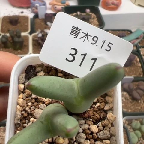 311 好看多肉冲冲冲