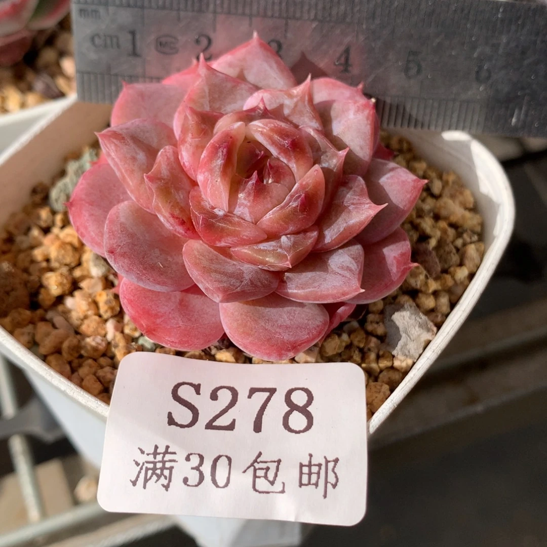 278。冰糖雪梨。睫毛糖心。