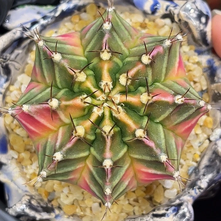 梦幻臀锦 一物一拍