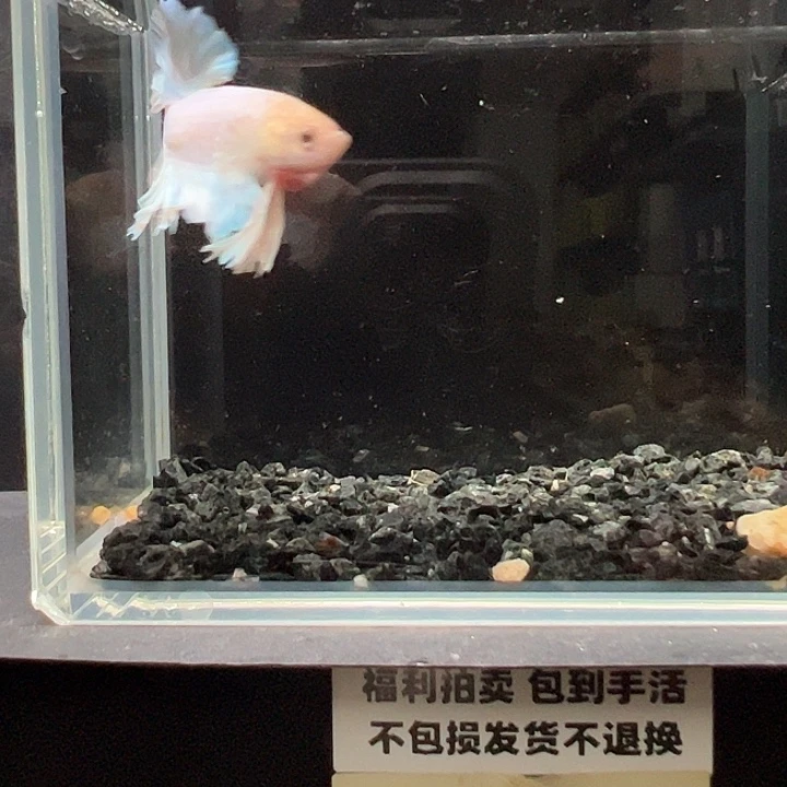 斗鱼竞拍跑单拉黑25日90