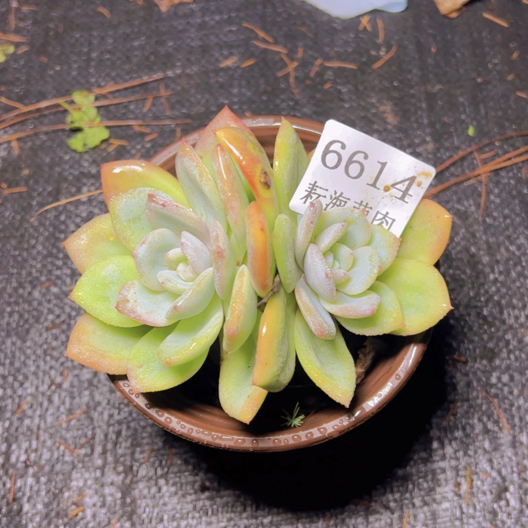 小凤城6614多肉植物