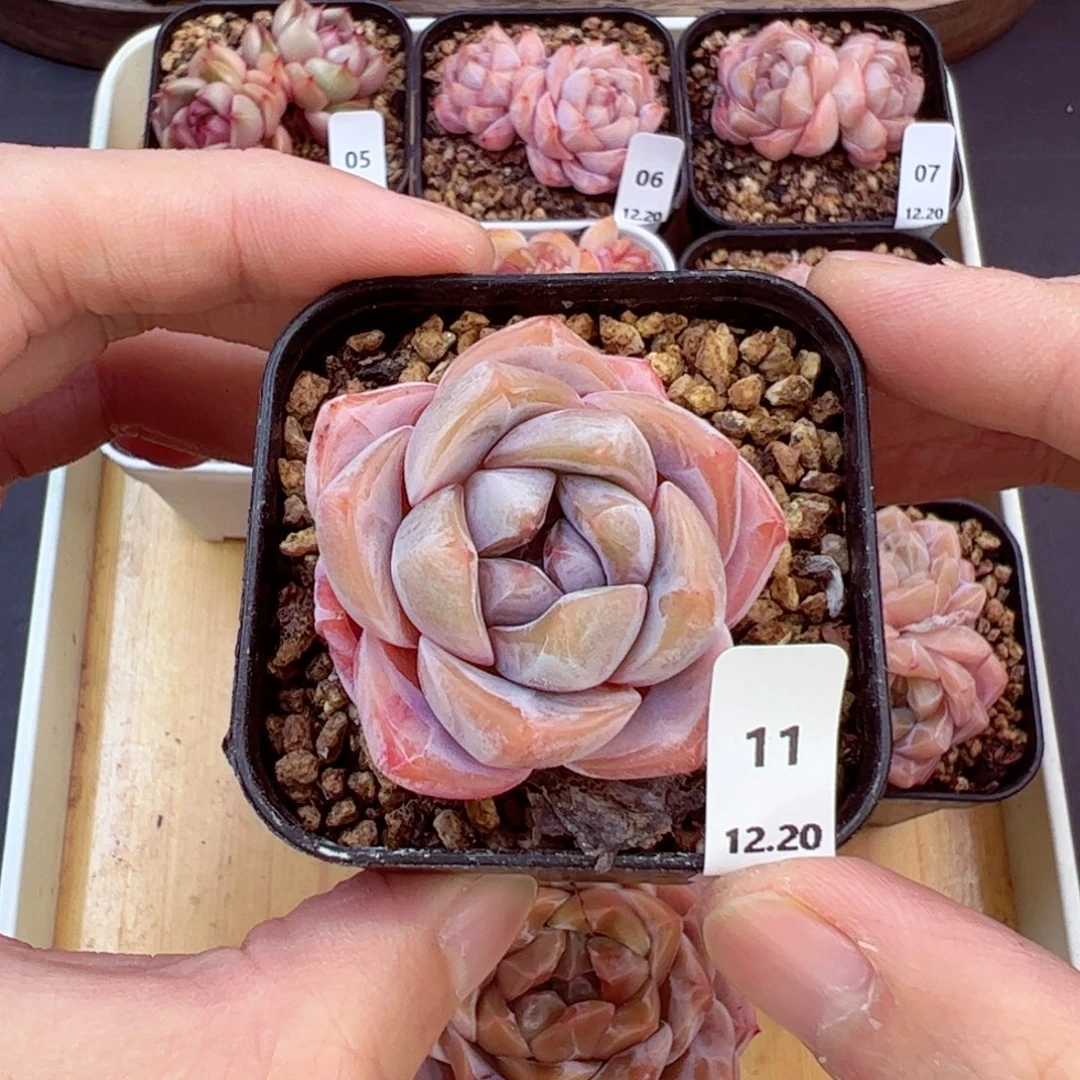 好好看11、哈哈哈哈