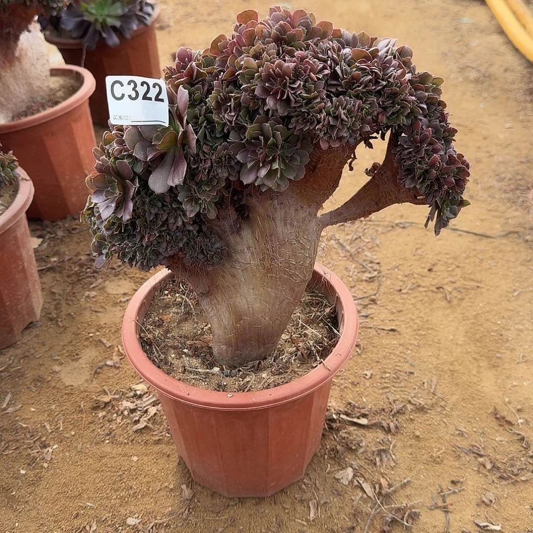 322玫瑰朵朵一颗满28包邮