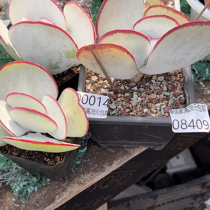 星***亮幸运的是我没有遇到