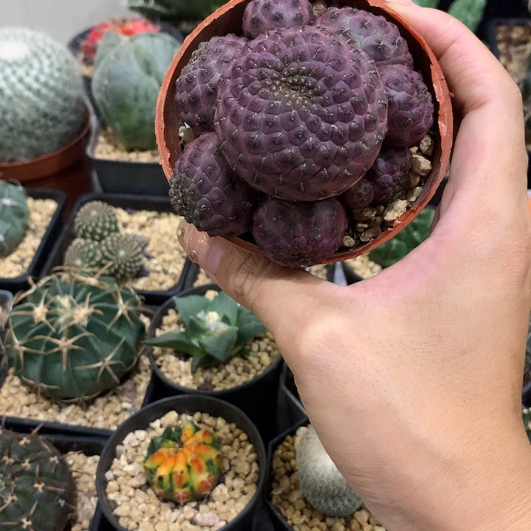 当前无花栽培后可以开花紫丽丸仙人球