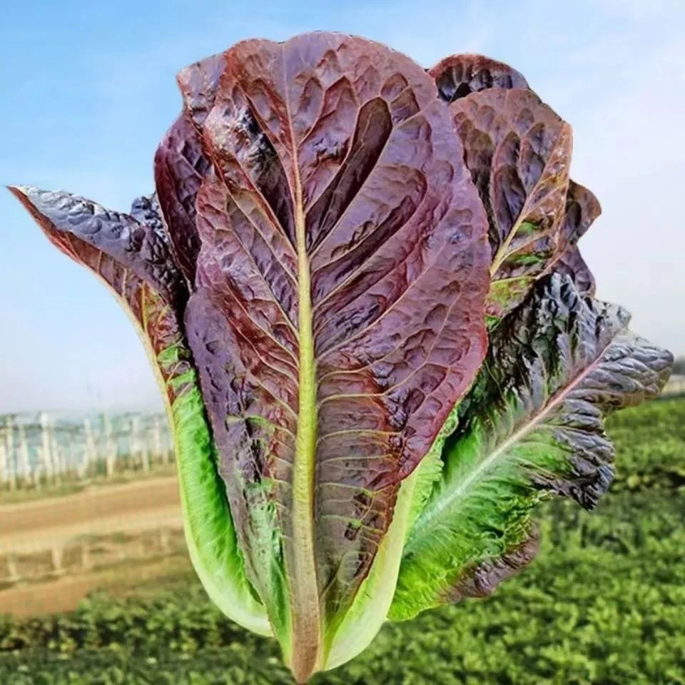紫色孔雀菜耐热耐高温罗马直立生菜生吃脆甜易春季爆品