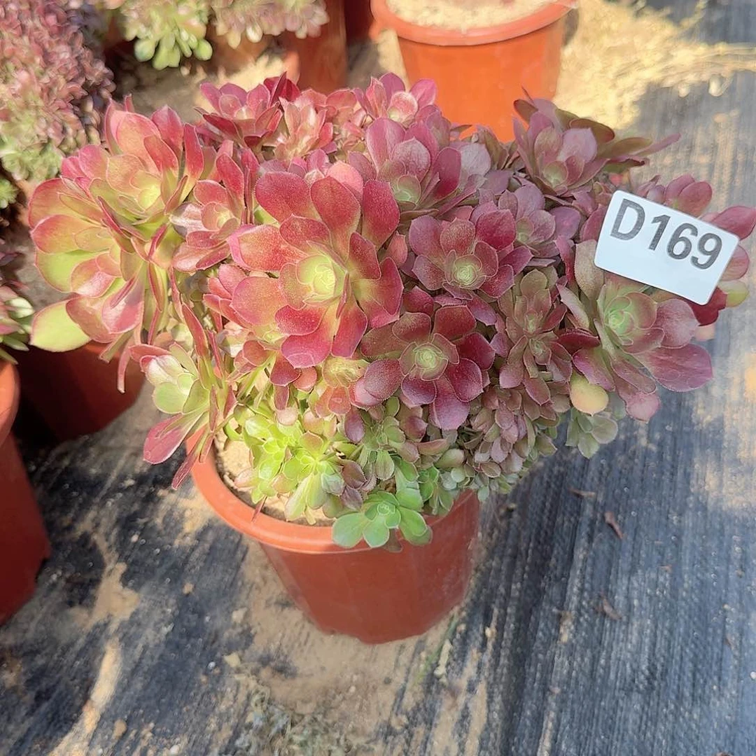 169玫瑰朵朵一颗呀呀