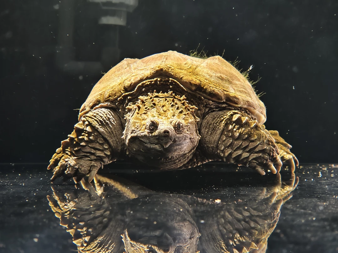 人工繁殖佛洲爆刺纯佛佛鳄观赏龟宠物小乌龟活体直播挑选链接