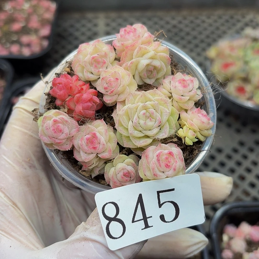 多肉植物多肉植物845