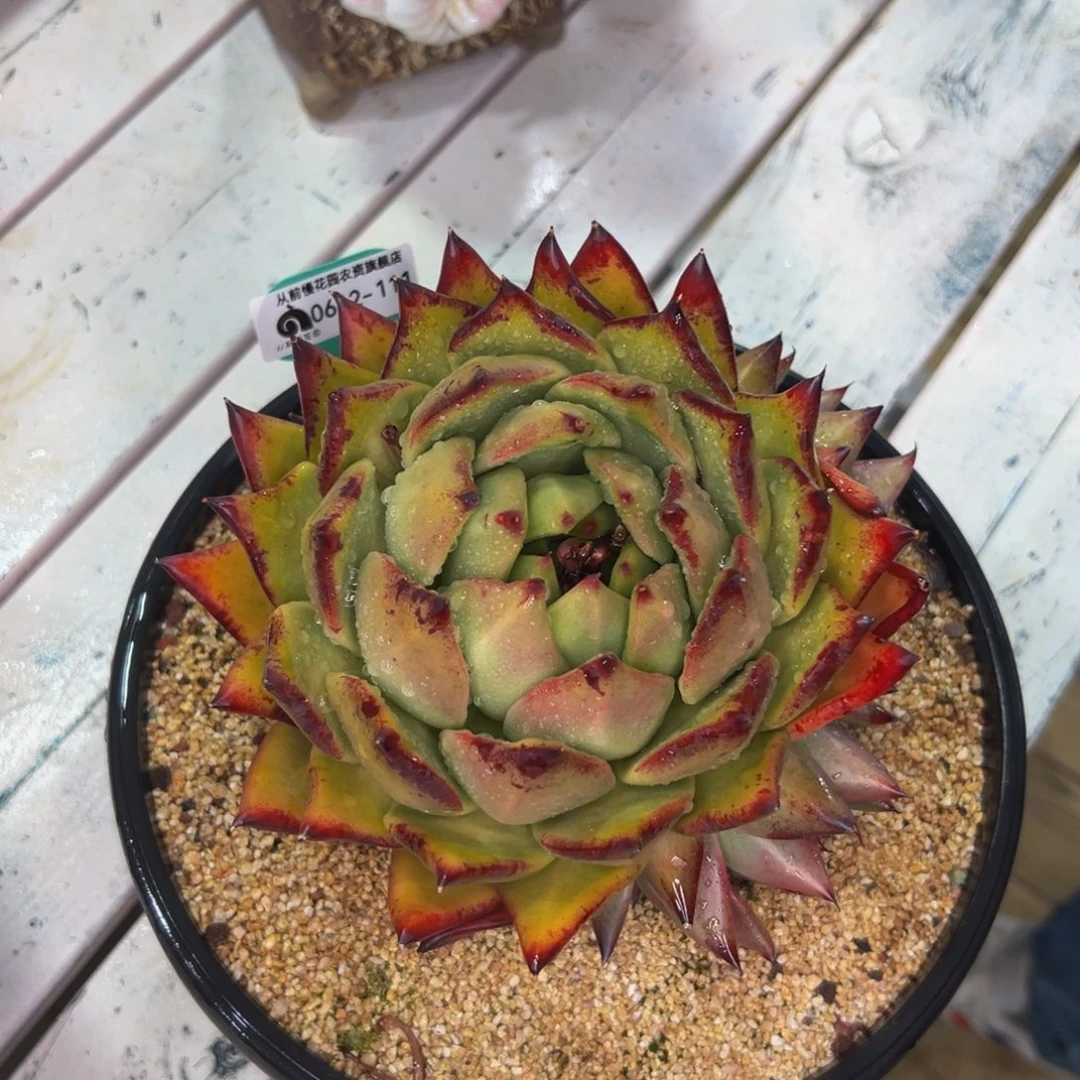 陌**开多肉一物一拍0612-111