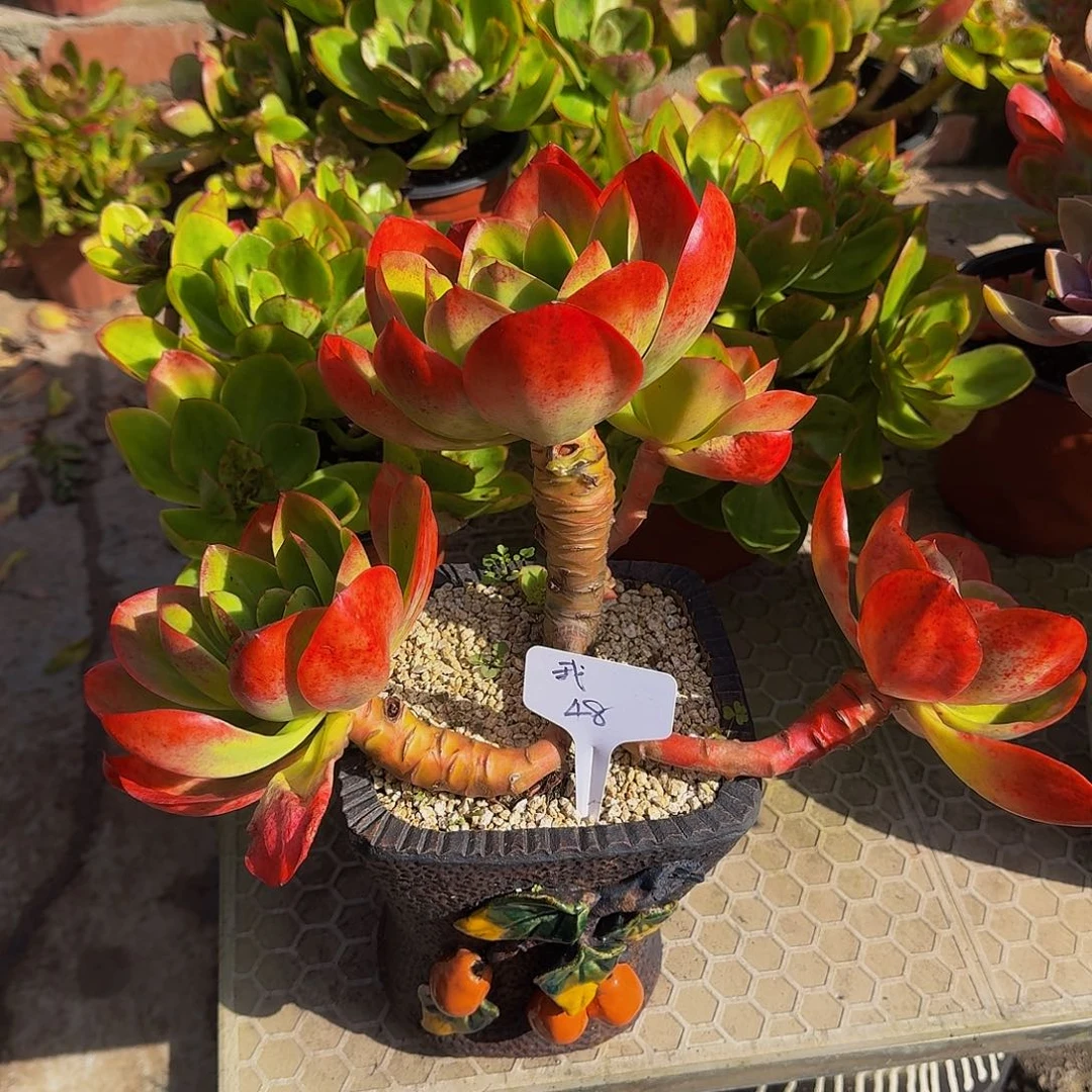 红磷多肉老庄露养