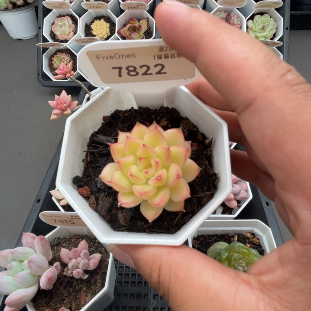 7822闪光 4.5厘米