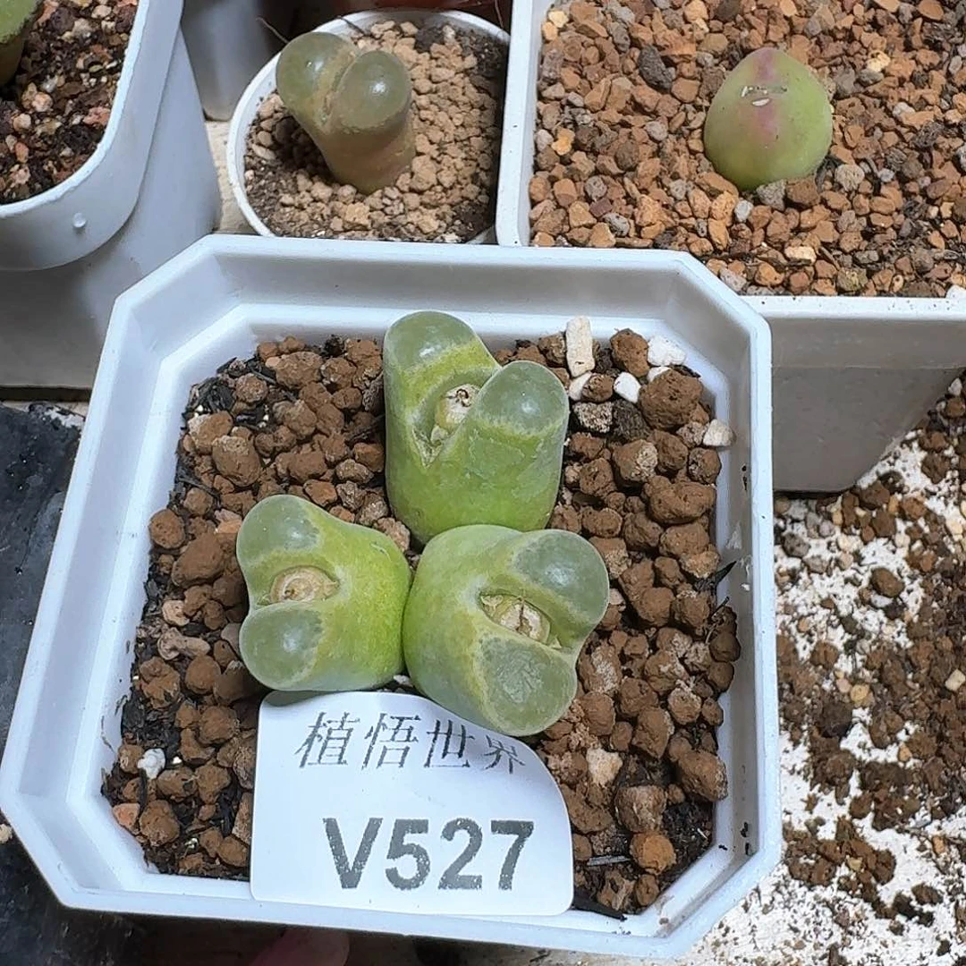 527号多肉植物哇f v
