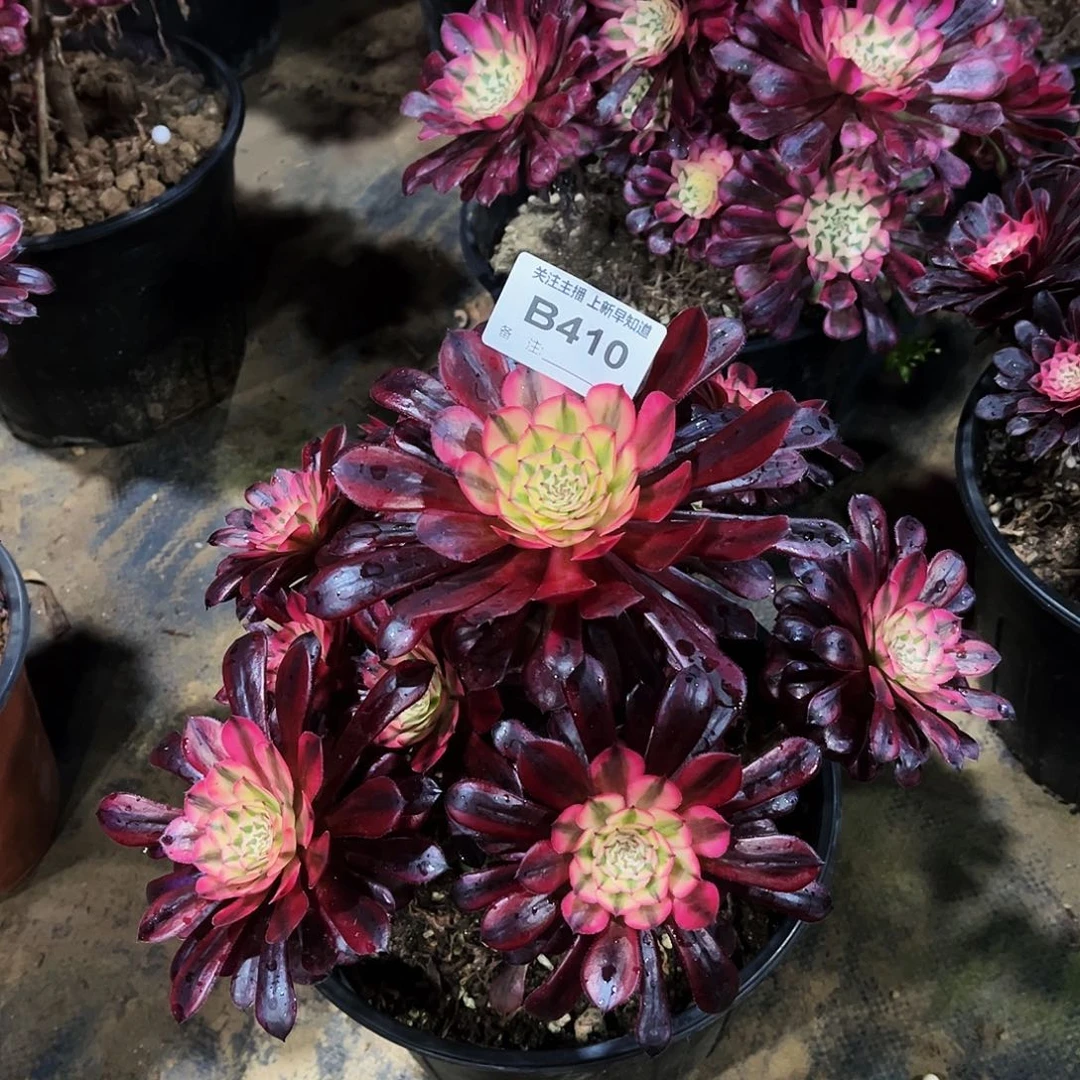 水**姐多肉410月亮女神法师