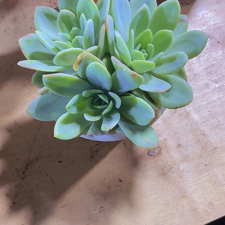 施***意00000000000000000082