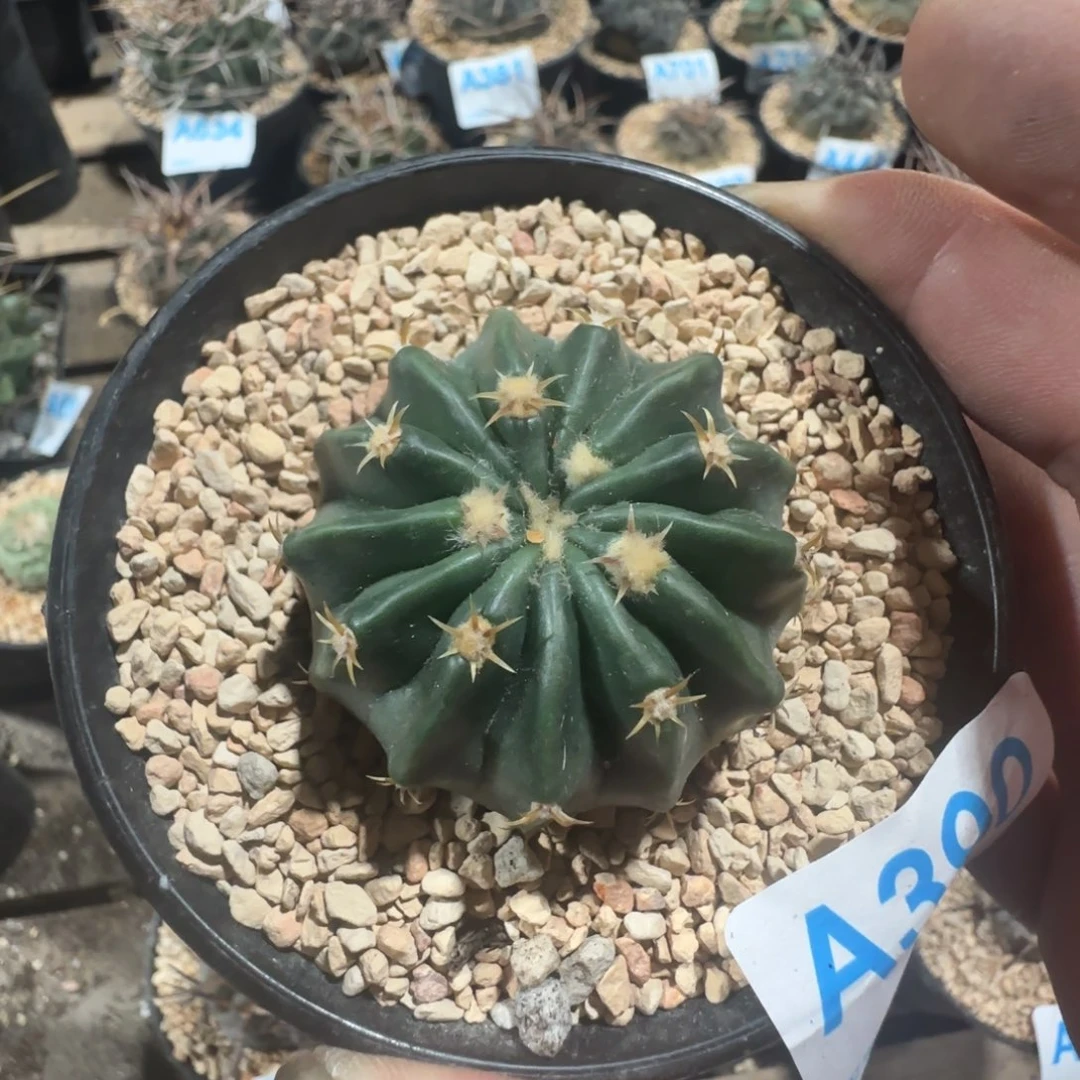 无刺凌波 实生仙人球390