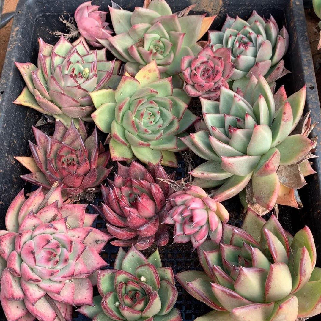 群生断枝不包售后