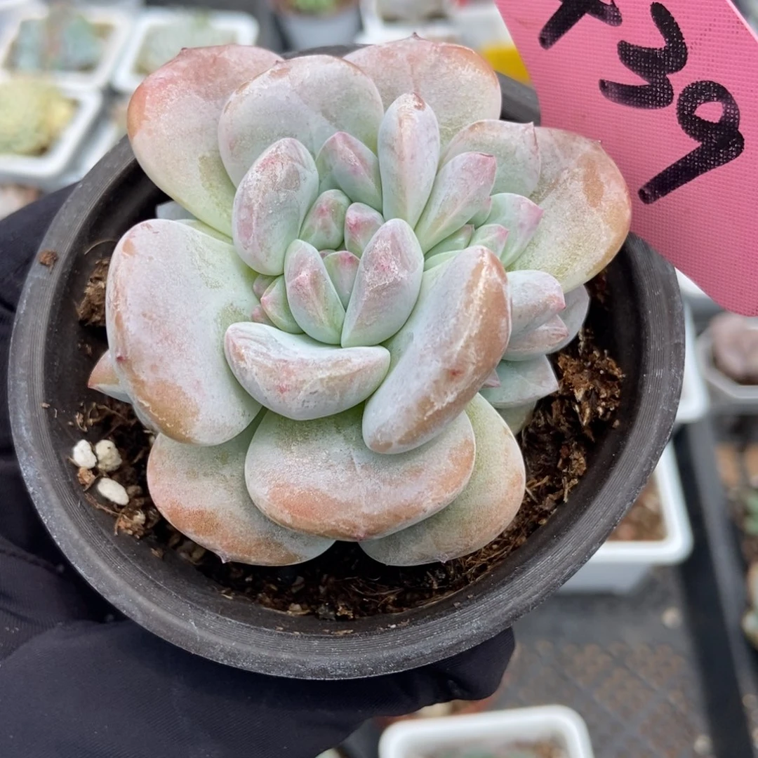 439星影多肉植物保护