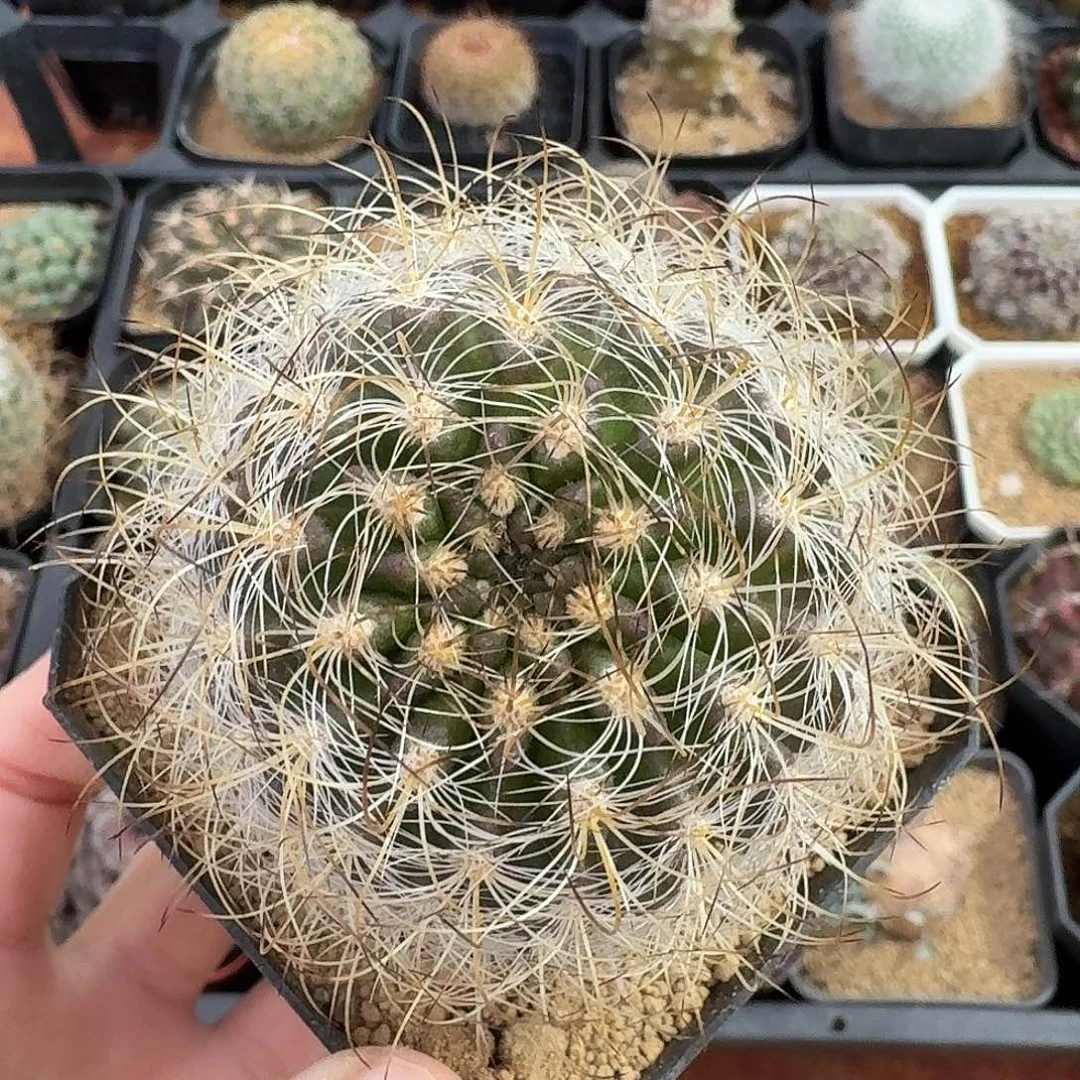 混乱玉仙人球1234