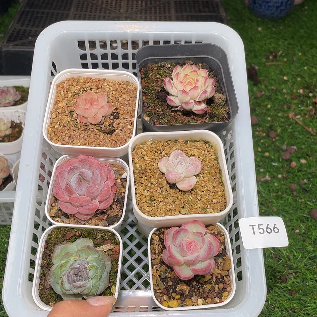 T566。6 棵组合。