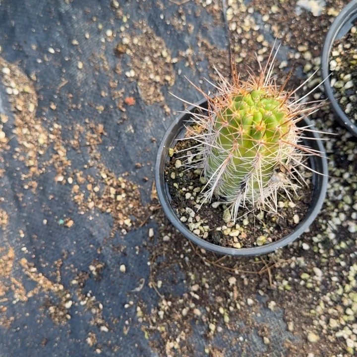 强刺矮胖白檀仙人掌单颗带跟