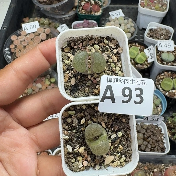 93多肉植物多肉植物