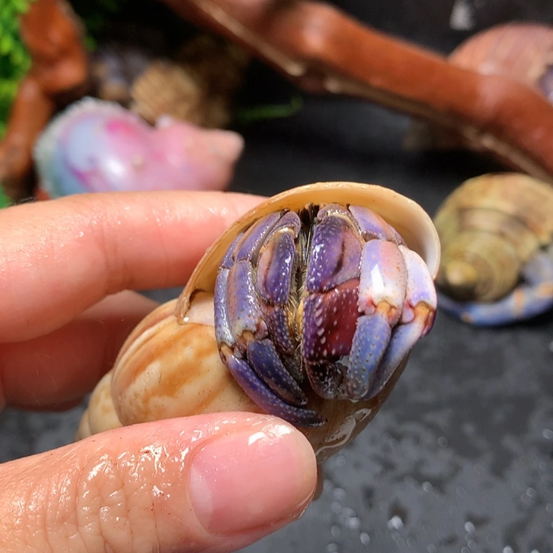 2.7口径奔跑的寄居蟹11号