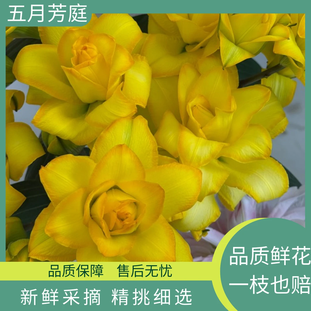 多头【晴天】冰美人吸色重瓣百合百合花，花苞清香型星空