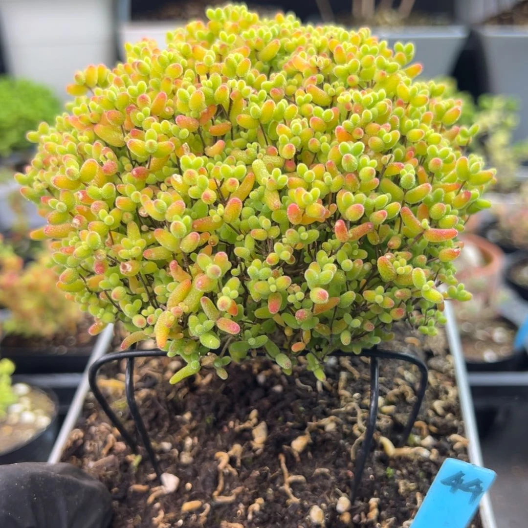 蜜橘糖球蘑菇头44号