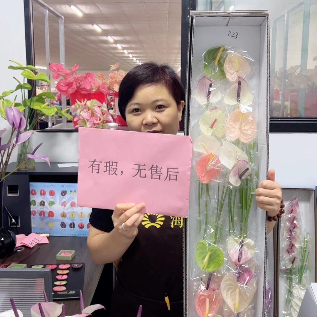 完全开放红掌鲜切花混色20枝装无售后款223