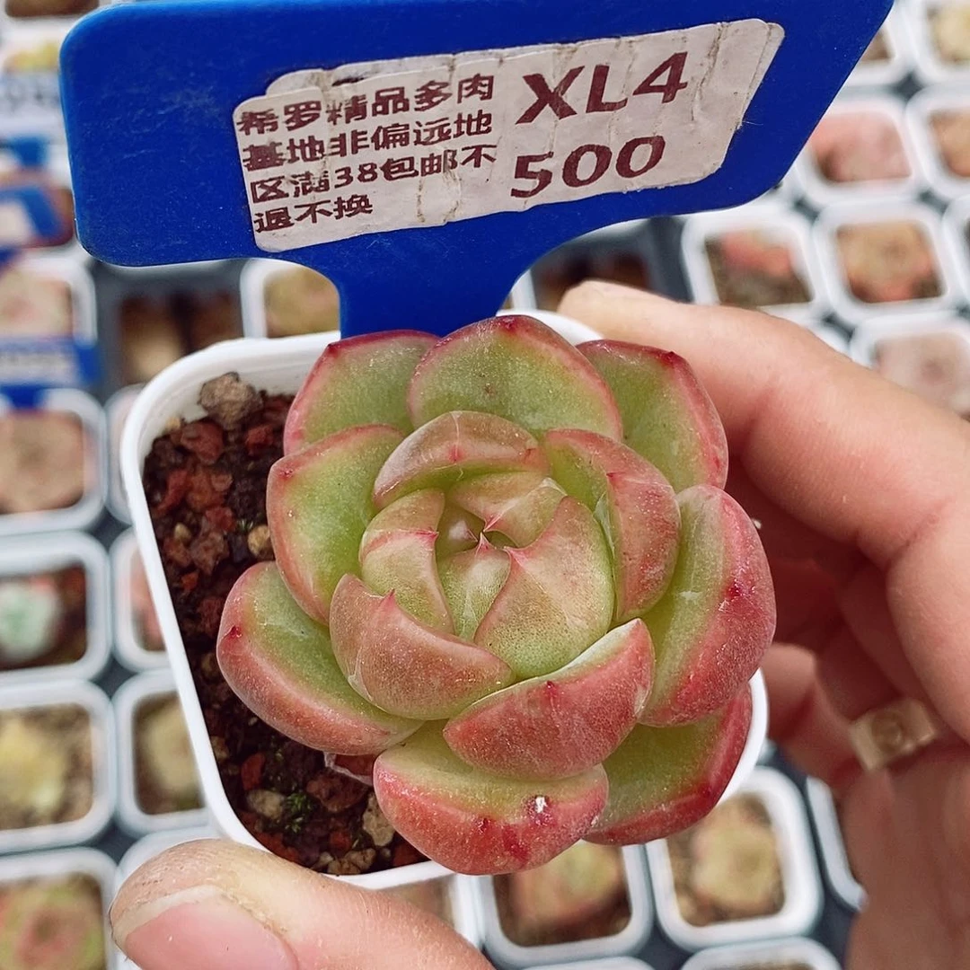 福利4-5cm多肉植物