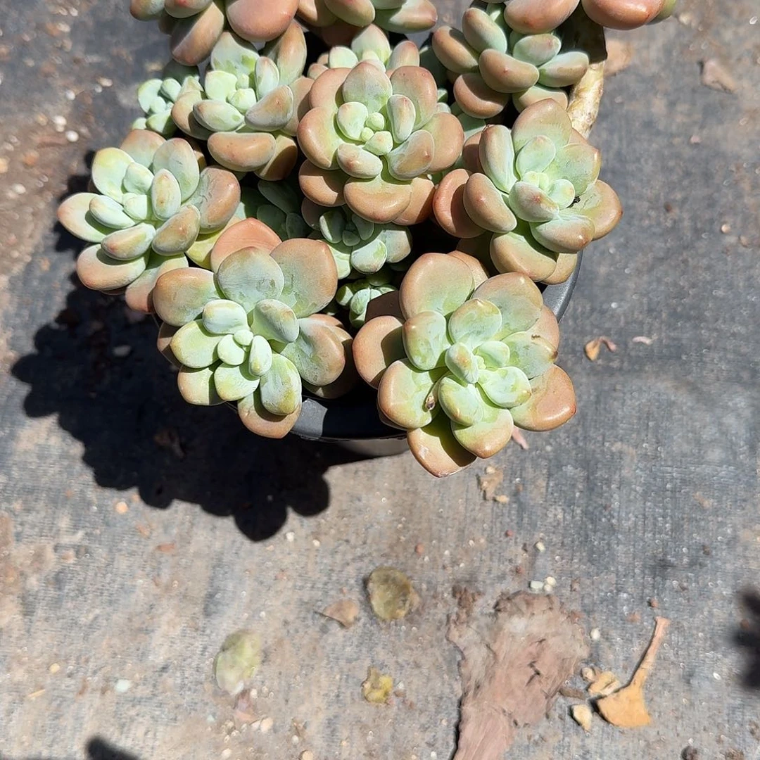 大号红洛神多肉植物