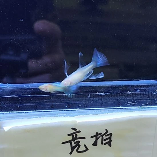 孔雀鱼1蓝白绣球一对