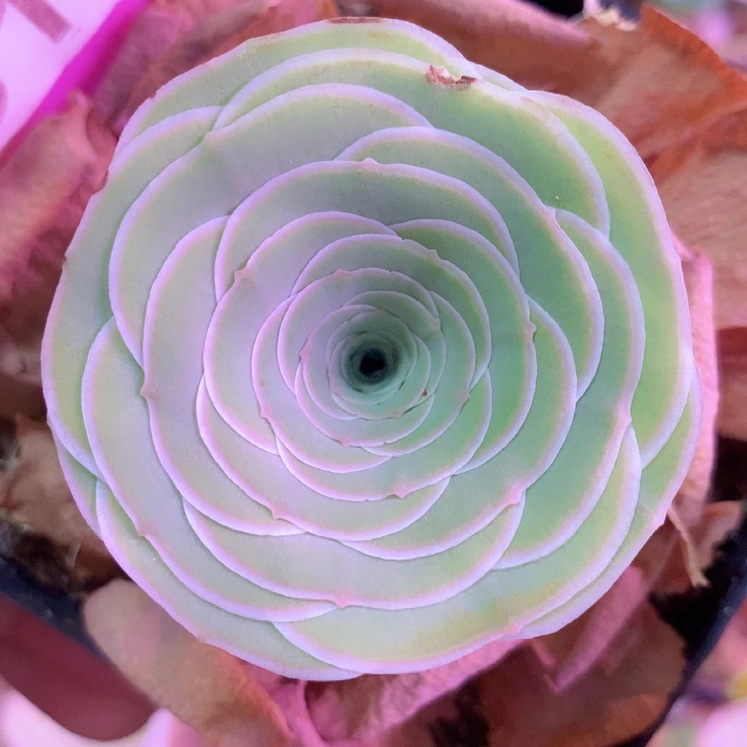 绿地拜底白边雪霁一物一拍029